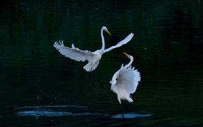 Влюбленные белые цапли в воде