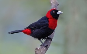 Fire painted tanager sitting on a tree branch