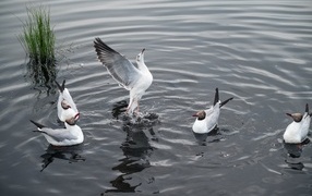 Five seagulls swim in the lake water