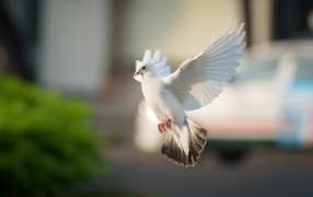 Полет красивого белого голубя