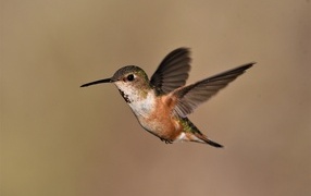 Полет маленькой птички колибри 