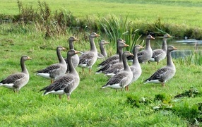 Стая серых гусей у воды