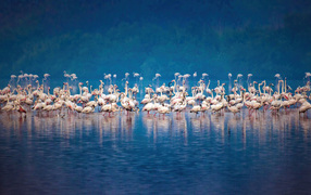 Стая розовых фламинго в воде