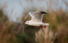 Полет белой чайки в воздухе