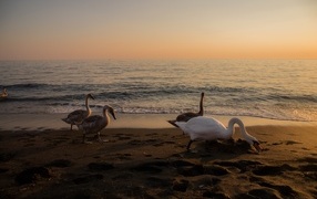 Geese and swans graze on the seashore