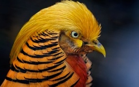 Голова золотого фазана крупным планом