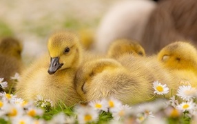 Гусята лежат на цветах маргаритки