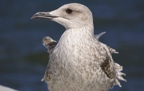 Gray gull with sharp beak close-up