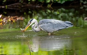 Gray heron fishing in a pond