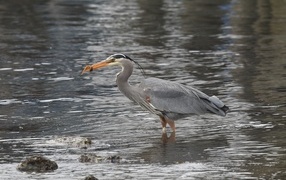 Gray heron fishing in the water