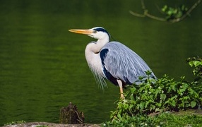 Gray heron stands by the water