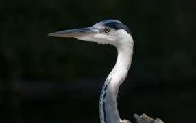 Gray heron with sharp beak close-up