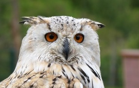 Great Eurasian eagle owl close up