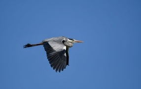 Great Gray Heron flying in the blue sky