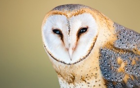 Большая обыкновенная сипуха крупным планом