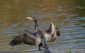 Большой баклан готовится ловить рыбу