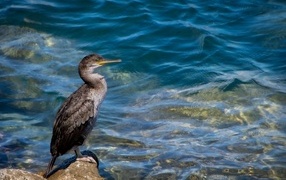 Большой баклан охотится у воды