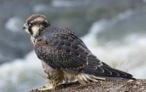 Great gray falcon preparing to fly