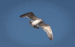 Great gray gull in the blue sky