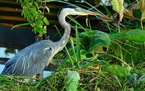 Большая серая цапля в зеленой траве