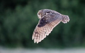 Great gray owl flying above the ground