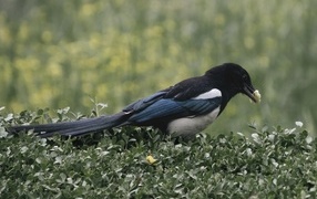 Great magpie hides food in leaves
