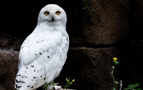 Great snowy owl sitting on a stone