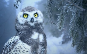 Большая снежная сова с желтыми глазами сидит на ветке