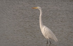 Great white egret stands in the water