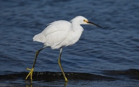 Большая белая цапля идет по воде
