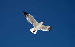 Большая белая чайка в голубом небе