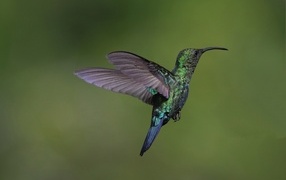 Зеленая птица колибри крупным планом