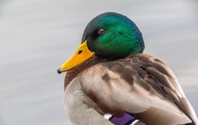Зеленая голова у утки кряква