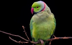 Зеленый ожереловый попугай сидит на ветке дерева
