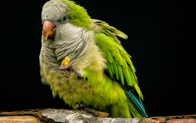 Зеленый попугай сидит на сухой ветке
