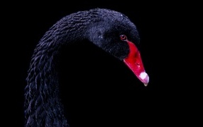 Head of a black swan with a red beak