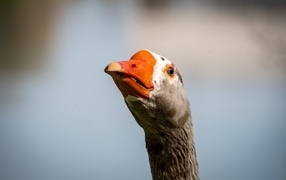 Head of a domestic goose with an orange beak