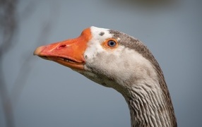 Голова домашнего гуся с голубыми глазами