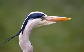 Head of a heron with a sharp beak