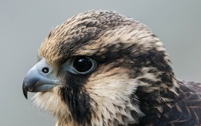 Голова хищного сокола на сером фоне