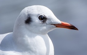 Голова чайки с острым клювом 
