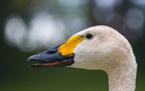 Head of a white swan with a black beak