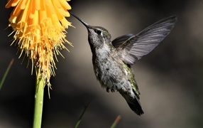 Hummingbird bird collects nectar from a flower