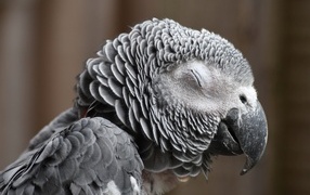 Попугай жако с закрытыми глазами