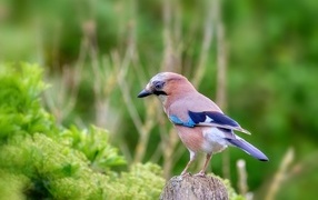Jay sits on a dry branch