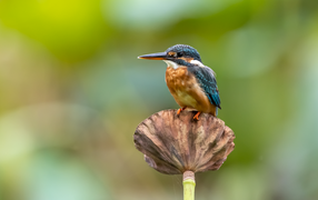 Птица зимородок сидит на растении