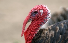 Большой домашний индюк с красной головой