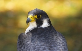 Large falcon with a sharp beak