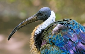 Большой ибис с острым клювом