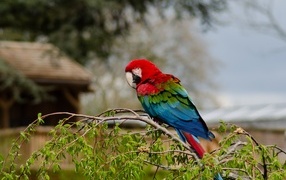 Большой попугай ара сидит на ветке дерева